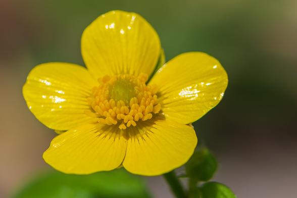 Extreme closeup photo of a buttercup (likely Ranunculus hispidus) bloom with out of focus greens and browns in the background. This species has five, yellow, lobed petals that radiate from the center which consists of rows of yellow stamens with yellow anthers encircling a cluster of lime-green pistils. The petal surface is very slick and highly reflective giving it sort of a wet appearance.