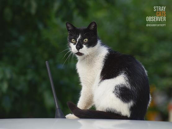Cow cat sits on the roof of a car with a thoughtful look