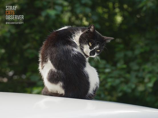 Cow cat sits with its back to us and looks at us over its shoulder