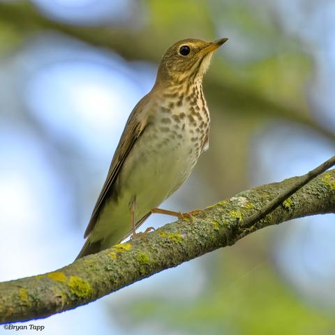 A large thrush with streaked and spotted chest, long orange to dark beak, a prominent eyebrow and a beautiful song.