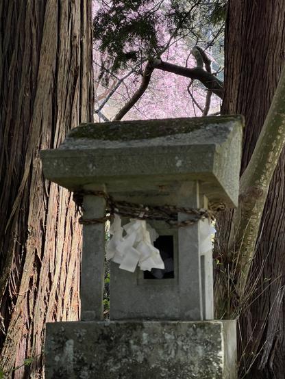 Blooming weeping cherry tree in background between two spruce tree trunks with shrine relic in foreground