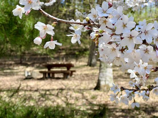 Cherry blossoms with picnic bench in background
