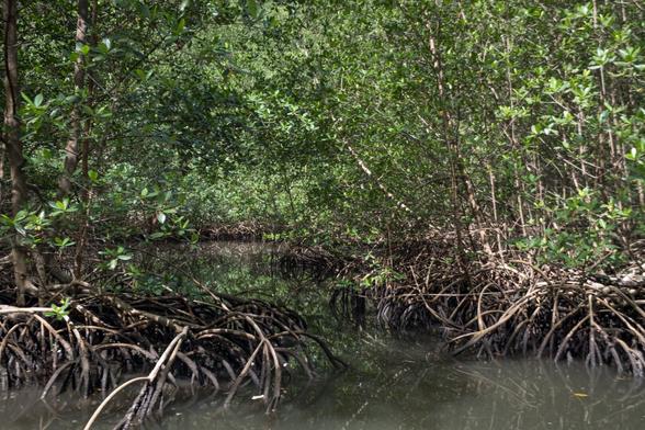 A tropical mangrove forest with dense greenery and visible roots submerged in calm water.