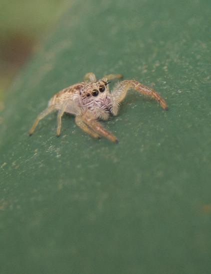 Die gleiche Spinne etwas seitlicher fotografiert. Sie gehört wahrscheinlich zum Genus Hentzia.