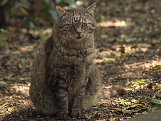 大柄なキジトラの地域猫さん。おそらく兄弟であろう大柄な黒白猫さんと仲がよくて、いつも一緒にいます。このときも、数分後には、黒白さんと合流しました。2025年4月17日撮影。