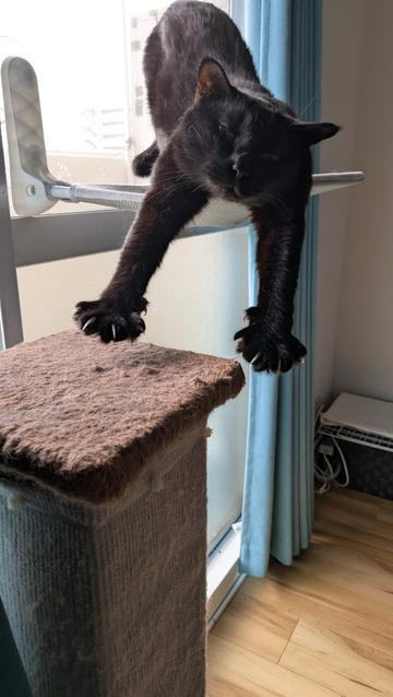 A black cat on a cat shelf attached to the window by suction cups stretching towards the camera.