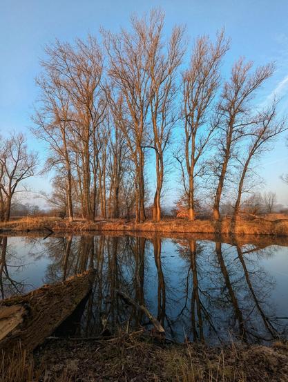 A serene waterside view on a clear, pale blue day. Several bare trees stand along the water's edge, their intricate branch patterns reflected in the still, dark water. The opposite bank is lined with dry grasses and reeds. In the foreground, a fallen log lies partially submerged.
