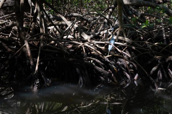 A bird stands on mangrove roots near dark water, surrounded by dense vegetation and contrasting light and shadow.