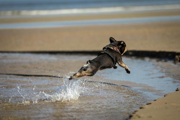 french bulldog jumps at the beach -  huge fun