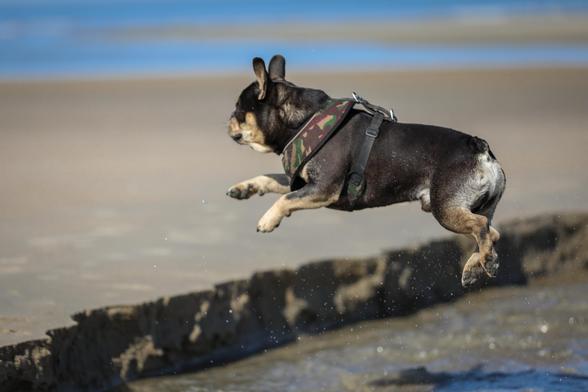 french bulldog jumps at the beach -  huge fun