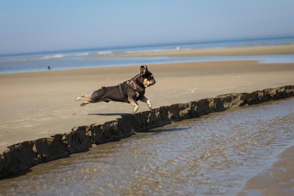 french bulldog jumps at the beach -  huge fun