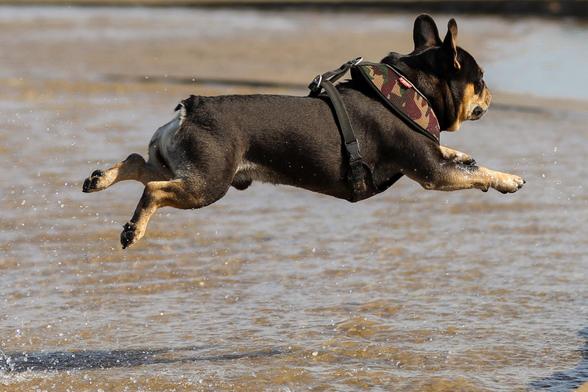 french bulldog jumps at the beach -  huge fun
