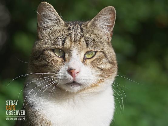Close-up portrait of a young male tabby cat