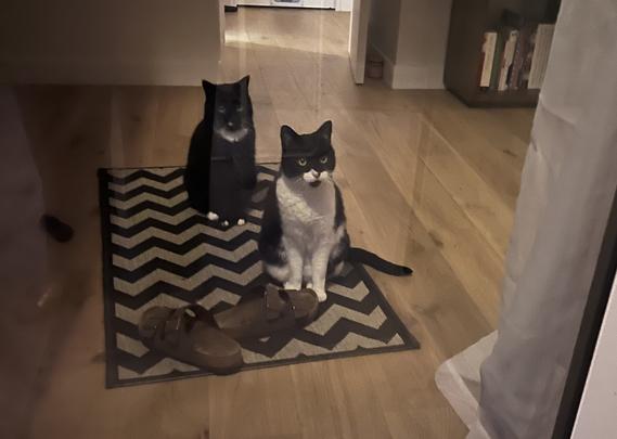 A black cat and and a white cat sitting on a carpet with stripes that suggest movement