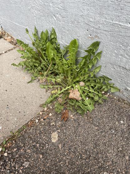 Kuvassa on koulun seinän vieressä kasvava voikukka