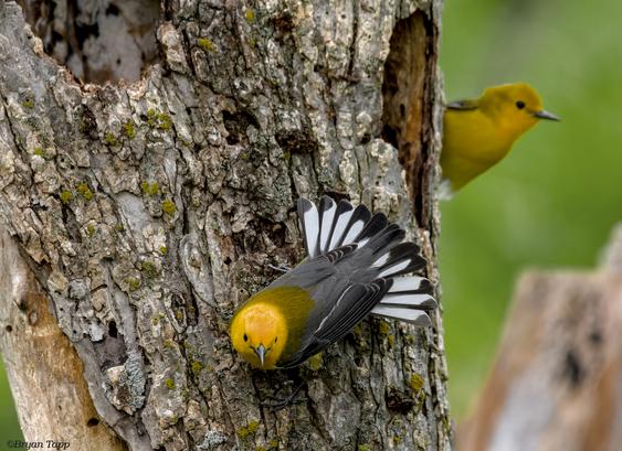 Male and Female Prothonotary Warblers checking out a nesting site and giving a mating display.