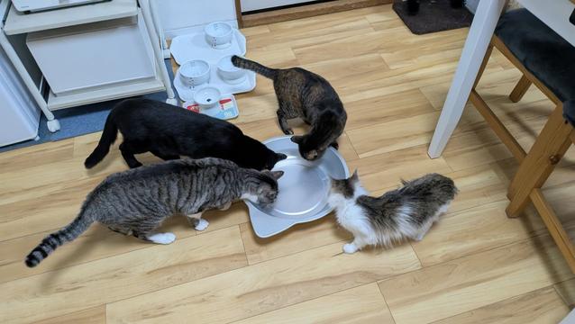 4 cats, a grey tabby cat, a black cat, a tabby and tortie mix and a Norwegian forest cat kitten standing around an aluminum bowl shaped like a cats head.
