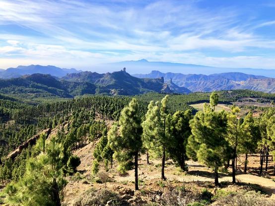 We *are* living in extraordinary times, indeed, and to celebrate those, here's a snap shot of one of my all time favourite hiking spots in Gran Canaria. The tallest mountain in the island: Pico de las Nieves (or Pozo de las Nieves), nearly 2,000 meters high, with a majestic, almost sublime, scene: blue skies with the odd faint clouds, forests of pine trees scattered all over the place with their exuberant lush of green, before seeing the landmarks of Roque Nublo (left-side), Roque Bentayga (right-side) and in the far back the stunning Mount Teide, in Tenerife. Simply, perfection... over millions of years, of course. Just superb! 😍👍🏻