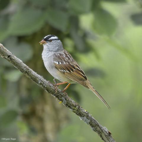 A large sparrow with a short strong seed beak.  Coloration on the back and wings are brown, black and white mottled.  The chest, chin and nape of the head are gray while the crest of the head has strong black and white stripes.
