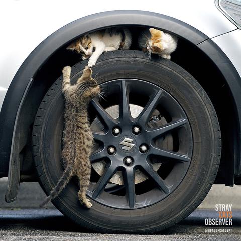 Three kittens climbing the wheel of a car