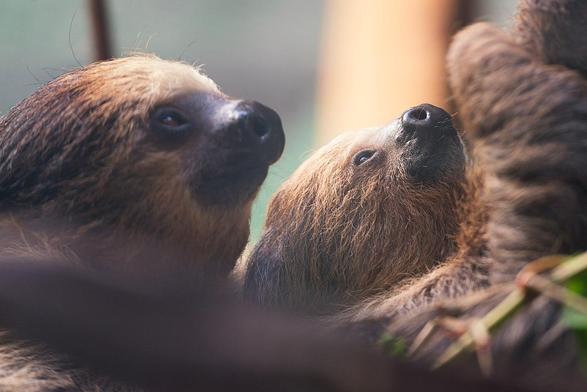 Toe-toed baby-sloth kuddling with its mom