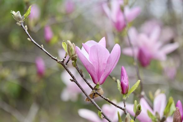 I missed this picture somehow. A magnolia tree branch with a bud and mostly opened bloom