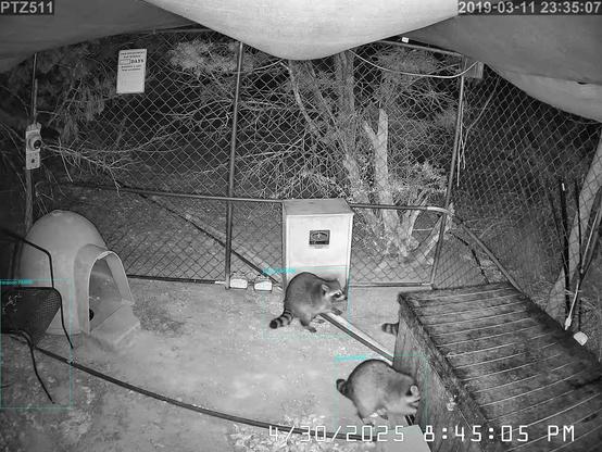At the feeders: #crittercam  #raccoon 73.23% #raccoon 93.58% #raccoon 93.79%
PTZ511.20250430_200745.2242916.3-1.jpg
