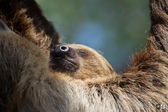 Its a picture of of a baby sloth hangging on its mother. its peasefully sleepying.
