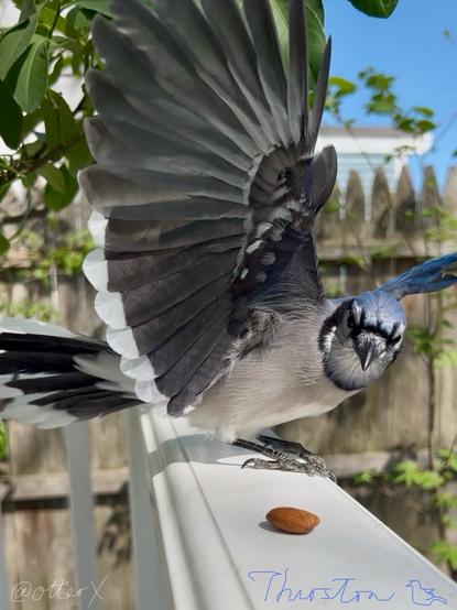 Thurston the pretty blue bird just landed on the white railing with a dramatically spread wings, eyeing on the almond on the it. Her underwing is some lovely shades of gray and the lower feathers have white tips. There’s a little blue sky in the top right corner, complimenting her plumage.