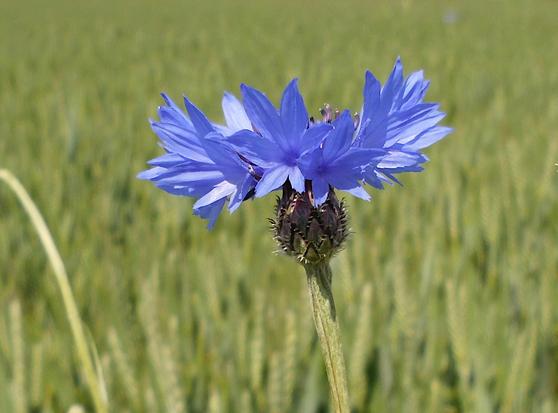Blick in die Blütenkelche einer Kornblume in einem Getreidefeld