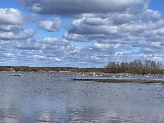 Kuvassa on Erkkisjärven lintupaljoutta