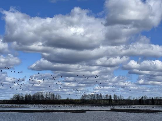 Hanhet lähtivät lentoon Erkkisjärvellä