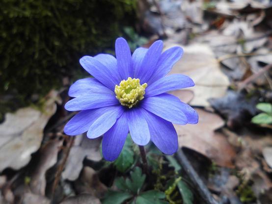 Anemonenblüte vor Laub
