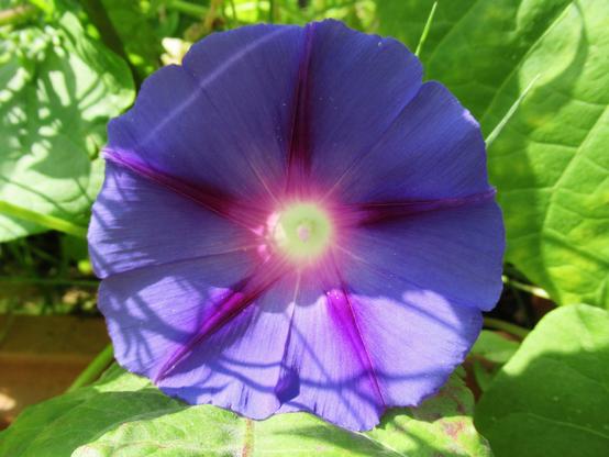 Blüte der blauen Prunkwinde