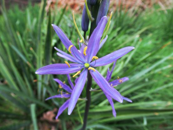 Blüte der Prärielilie