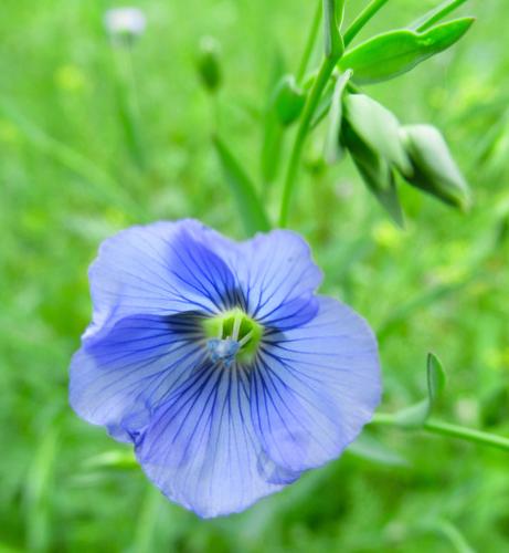 Flachsblüte
