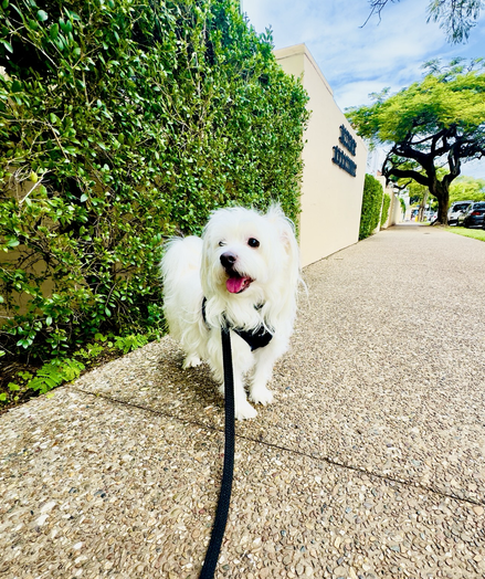 Rocket is standing on a footpath next to a green hedge in a suburban street. A tree grows in the background and it is an overcast day.