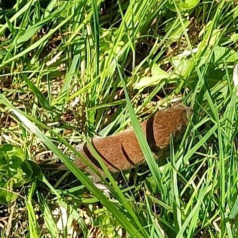 zwischen grünen sonnenlichtbeschienenen grashalmen krabbelt eine längliche, ja, wie soll ich sagen, wurstförmige maus mit schöner haselnussbrauner farbe