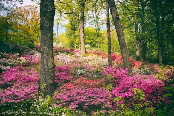 The beautiful Azalea Garden at the New York Botanical Garden. A colorful hillside of Azalea flowers in full bloom at the New York Botanical Garden. Set amongst the dramatic rock outcrops, steep slopes and dappled shade of centuries-old native trees