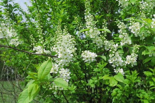 Photo of treespecies Prunus Padus : Category is lente-spring-fruhling-printemps-primavera