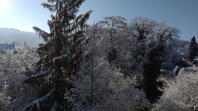 Eine Fichte und mehrere Laubbäume und Büsche, alle mit Raureif. Im Hintergrund ein bewaldeter Hügel. Im oberen linken Eck sieht man die Sonne in einem ansonsten eher blau-grau-dunklen, aber klaren Himmel.