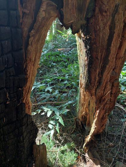 an arched remnant of a tree stump, offering a "window" through to a sunbathed bed of ferns on the other side; the left side of the stump is charred from some forest fire at some point