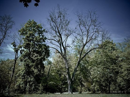 The image shows a landscape with trees. There is a central tree with sparse branches and no leaves, surrounded by other trees with more foliage. The sky is visible in the background.