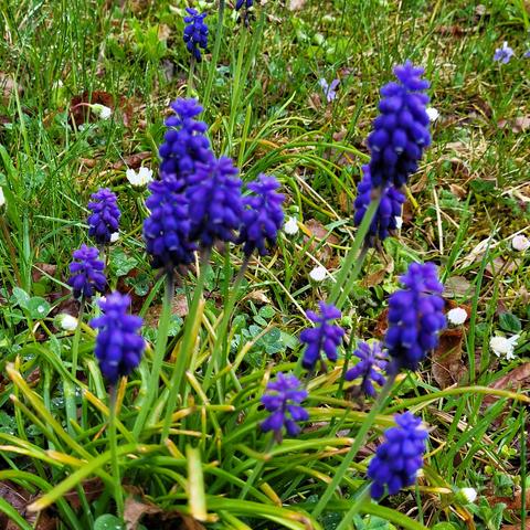Mehrere Traubenhyazinten, blaue Blumen mit traubenähnlichen Blüten