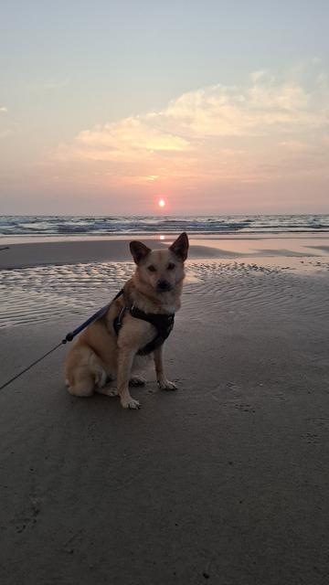 A small sable mutt with pointy ears, at the beach, sitting with the setting sun behind him.