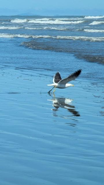 Gull rushes to take off from the beach into the blue