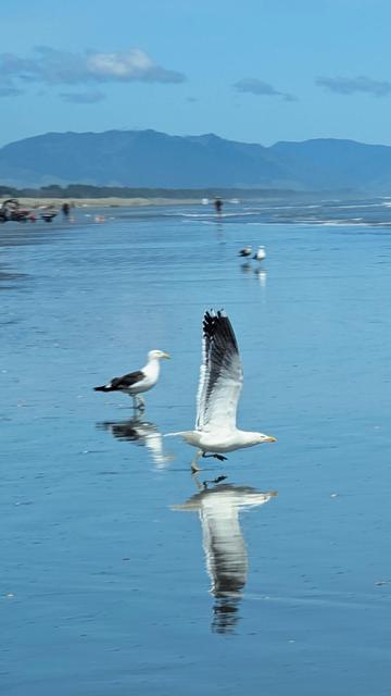 Gull flapping as it takes off from the beach into the blue