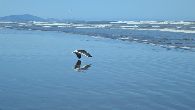 Gull flaps just above the ground as it takes off from the beach into the blue