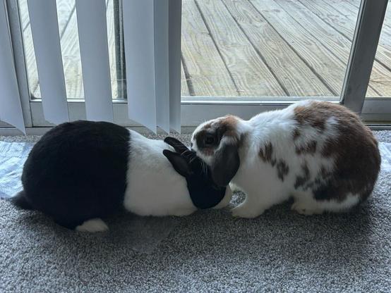 A brown and white Dutch rabbit getting kisses on the head from a white and brown spotted lop rabbit