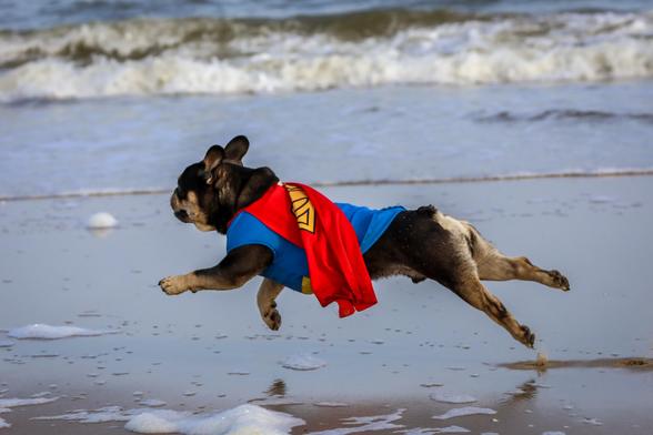 French bulldog in superman outfit is playing on the beach - huge fun at Bredene beach